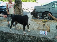 Étalon Bull Terrier - Trick or treat Coffin dancer