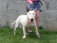 Étalon Bull Terrier - Fakita sissou at la féerie d'bull (Sans Affixe)