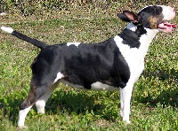 Étalon Bull Terrier - CH. Auli comer from north bull position