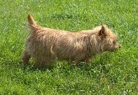 Étalon Cairn Terrier - Emera des Hauts de Fontaine