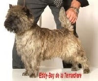 Étalon Cairn Terrier - Eddy-boy De la terrardiere