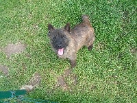 Étalon Cairn Terrier - Enolia de Rophemel