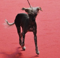 Étalon Chien chinois à crête - Fhudjie-sun veico du soleil levant de Lastrèche
