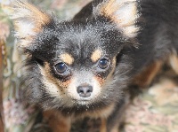 Étalon Chihuahua - Glycine de la douce folie
