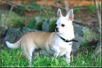 Étalon Chihuahua - Fashion gucci Des plaines de cornouailles