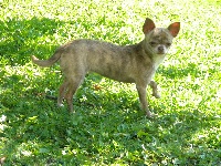 Étalon Chihuahua - Gehna (dite nina) De L'empire De Ganesh