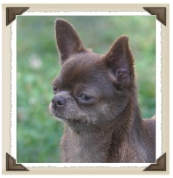 Étalon Chihuahua - Giorgina Des Etoiles D'Artemis