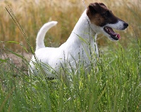 Étalon Fox Terrier Poil lisse - CH. Fall in love du Manoir Saint Adrien