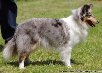 Étalon Shetland Sheepdog - Feline bleue Des Fées Du Pays Noir