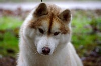 Étalon Siberian Husky - Diamir des reves de neige