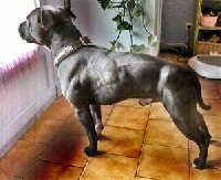 Étalon Staffordshire Bull Terrier - Chapeau dit charlie brown of knightwood oak