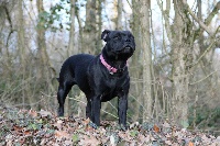 Étalon Staffordshire Bull Terrier - Fatal beauty Du Domaine De Babylone