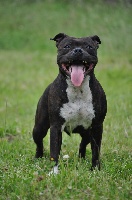 Étalon Staffordshire Bull Terrier - CH. Gzena ohetika sunshine Driftwood Oak