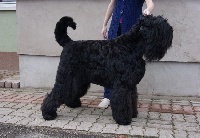 Étalon Terrier noir - CH. Black pearl' s zolotogo grada de Koslova