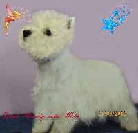 Étalon West Highland White Terrier - Fatal beauty des Olipins