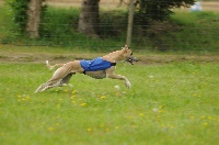 Étalon Whippet - Gandhi D'elwood Meadows