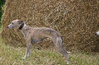 Étalon Whippet - Horsewip Gold Elegie