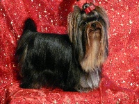 Étalon Yorkshire Terrier - Fendi des Grappes Noires
