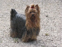 Étalon Yorkshire Terrier - Eurythmic Du domaine de monderlay