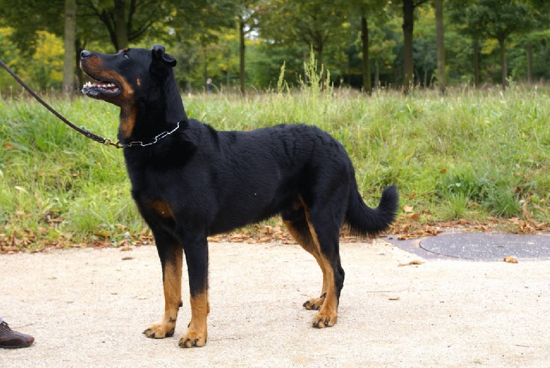 Bog Des Marais Du Diable De La Garde Des Charmilles Chien De