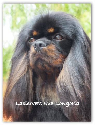 Lacierva's Eva longoria