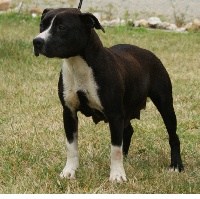 Étalon American Staffordshire Terrier - Favelas alias frakass (Sans Affixe)