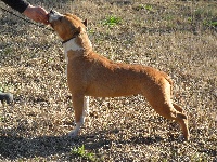 Étalon American Staffordshire Terrier - Brown bagdad de la Griffe du Dragon