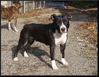 Étalon American Staffordshire Terrier - Rixendis tribale Geisha