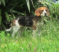 Étalon Beagle - Gresigne (Sans Affixe)