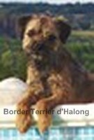 Étalon Border Terrier - CH. Elli medeiros (Sans Affixe)