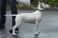 Étalon Bull Terrier - Censored Haute couture