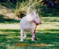 Étalon Bull Terrier - Equanil Des terres d ilex