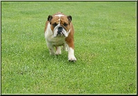 Étalon Bulldog Anglais - del papiol Yoli d luxe