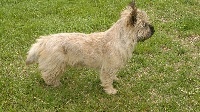 Étalon Cairn Terrier - Gribouille de la maison d'adélaïde