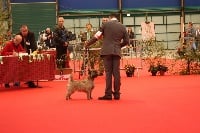 Étalon Cairn Terrier - CH. Vanajam Jive talking