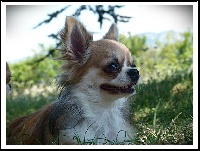 Étalon Chihuahua - Gwenn des Petits Azteques