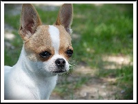 Étalon Chihuahua - Jewel des Petits Azteques
