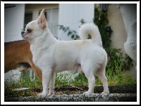 Étalon Chihuahua - Lucky star des Petits Azteques
