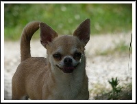 Étalon Chihuahua - Fleur des Petits Azteques