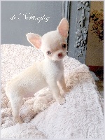 Étalon Chihuahua - Happy de nottingley