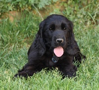 Étalon Cocker Spaniel Anglais - Hollywood chewing-gum du Grand Cougnot