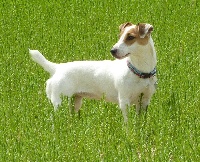 Étalon Jack Russell Terrier - Easy des perles du desert