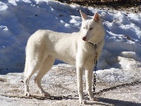 Étalon Siberian Husky - Freckless of holaf's spirit
