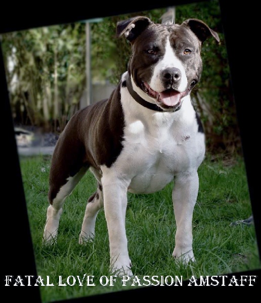 Fatal love Of Passion Amstaff 
