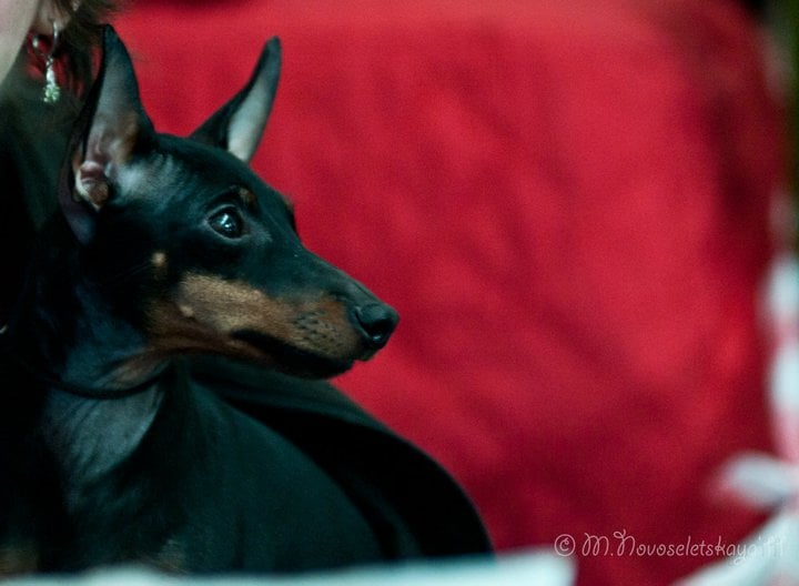 Le Standard de la race English Toy Terrier sur Atara.com