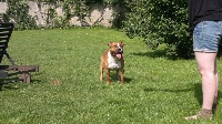 Étalon American Staffordshire Terrier - Endrix du Domaine d'Hundesberg