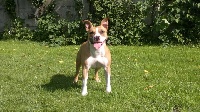 Étalon American Staffordshire Terrier - Fly to the ring Madgix beautyful staff