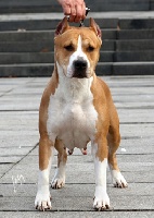 Étalon American Staffordshire Terrier - CH. Molly king of ring's