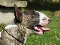 Étalon Bull Terrier - G's lolita des pirates d'orthog