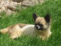 Étalon Chihuahua - Giuseppina (Sans Affixe)